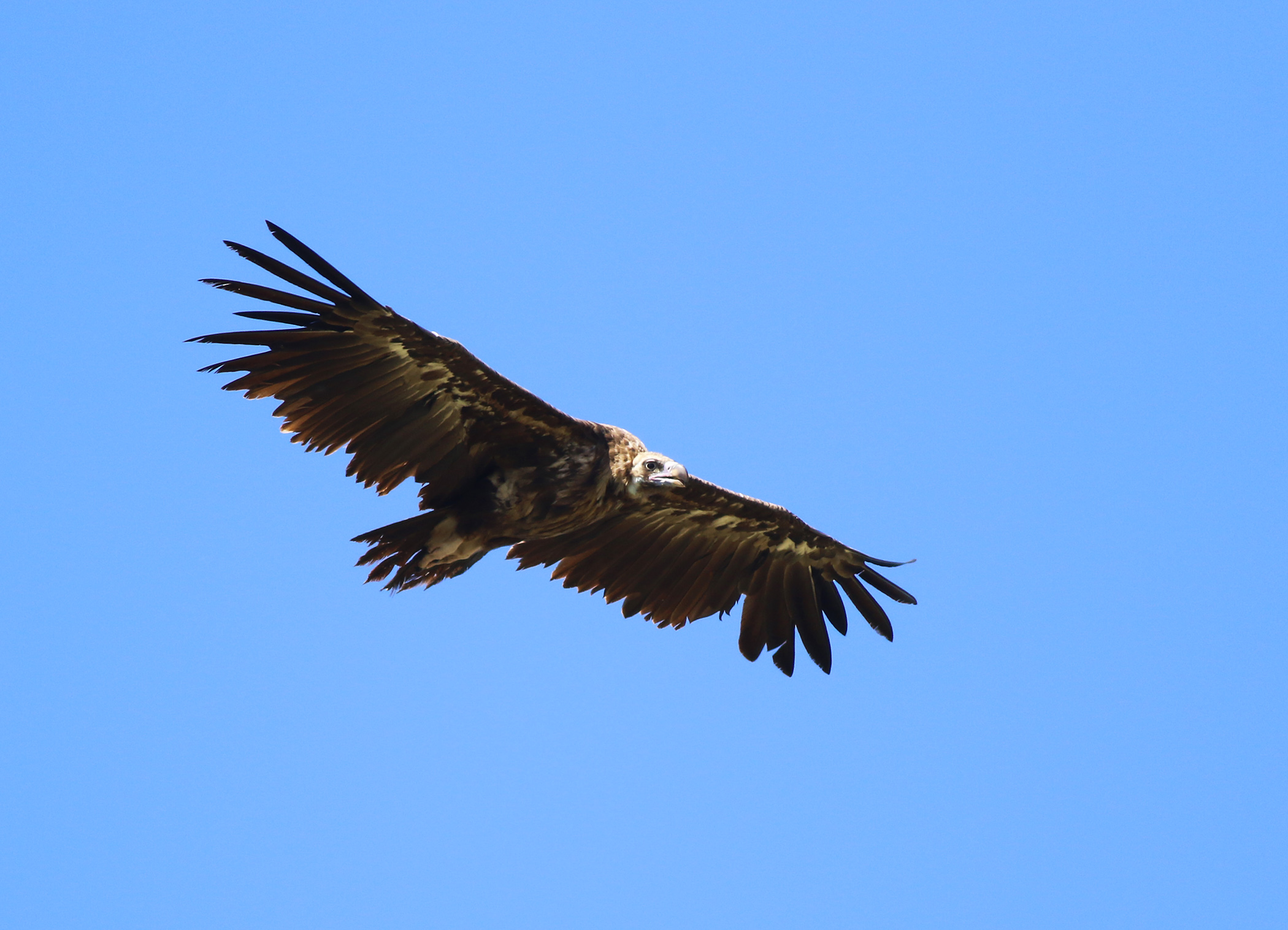 Cinereous Vulture